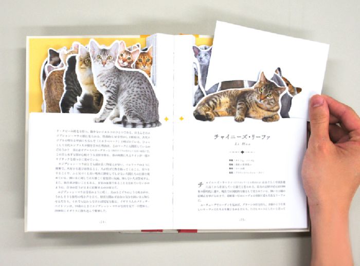 本を贈ろう】猫好きさんへ 癒やされ、飾っても美しいピクチャー
